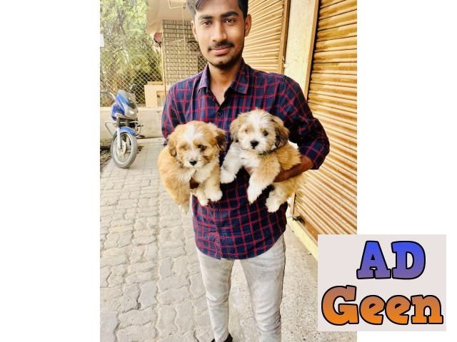 used Lhasa apso Puppies for sale for sale 